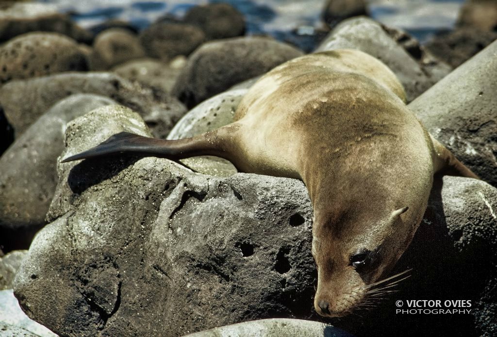 Sea Lion